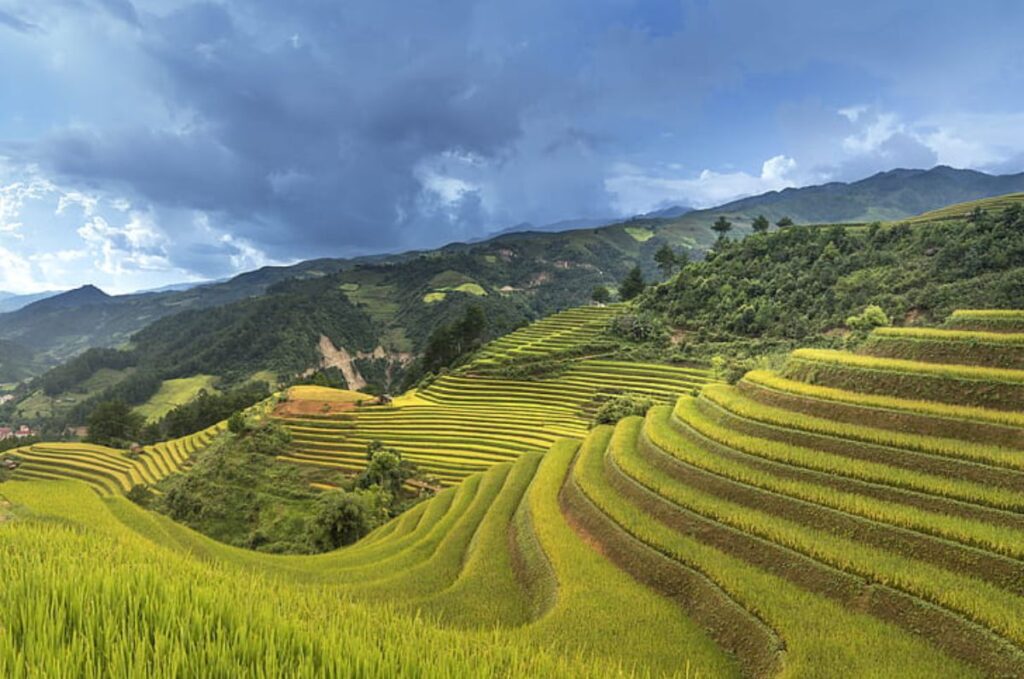 green rice terraces